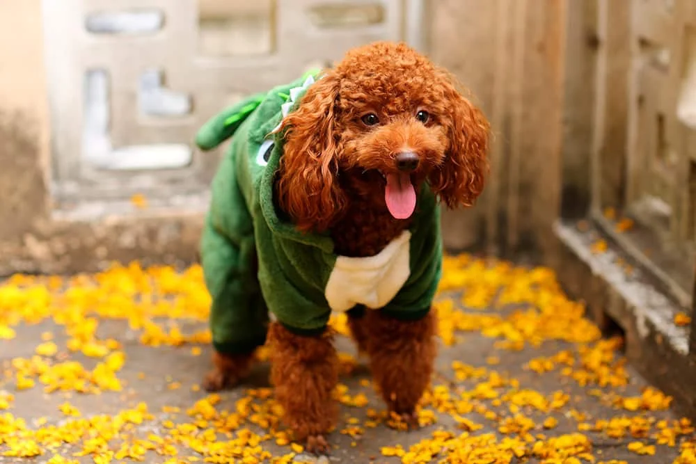 Como Abrir uma Fábrica de Roupas Para Cães Sebrae Como Ter uma Fábrica de Roupas Para Cães